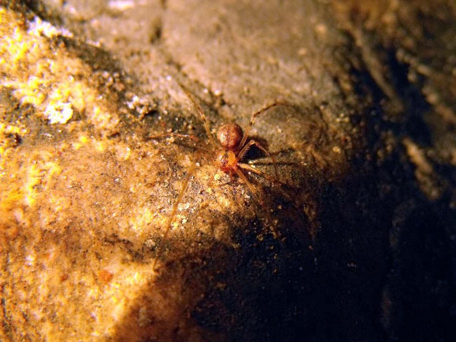 Nesticus sp. - Grotta dei Bambocci, Alatri (FR)
